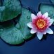 Lotus Flower