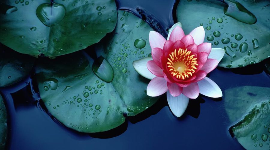 Lotus Flower