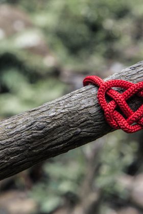 love knot tree branch