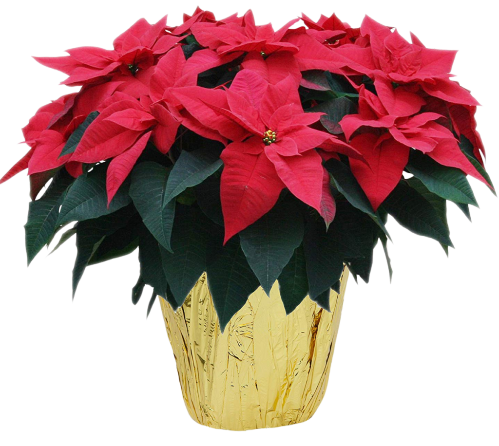 Purchase a poinsettia to beautify the worship space for Advent