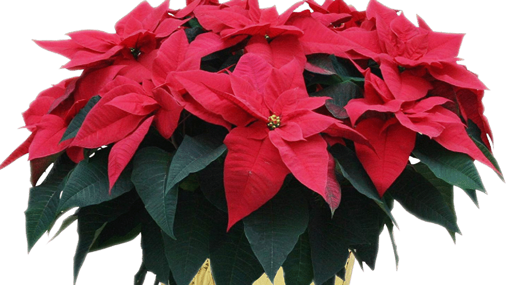 Purchase a poinsettia to beautify the worship space for Advent