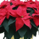 Order A Poinsettia