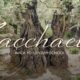 Back to Sunday School: Zacchaeus
